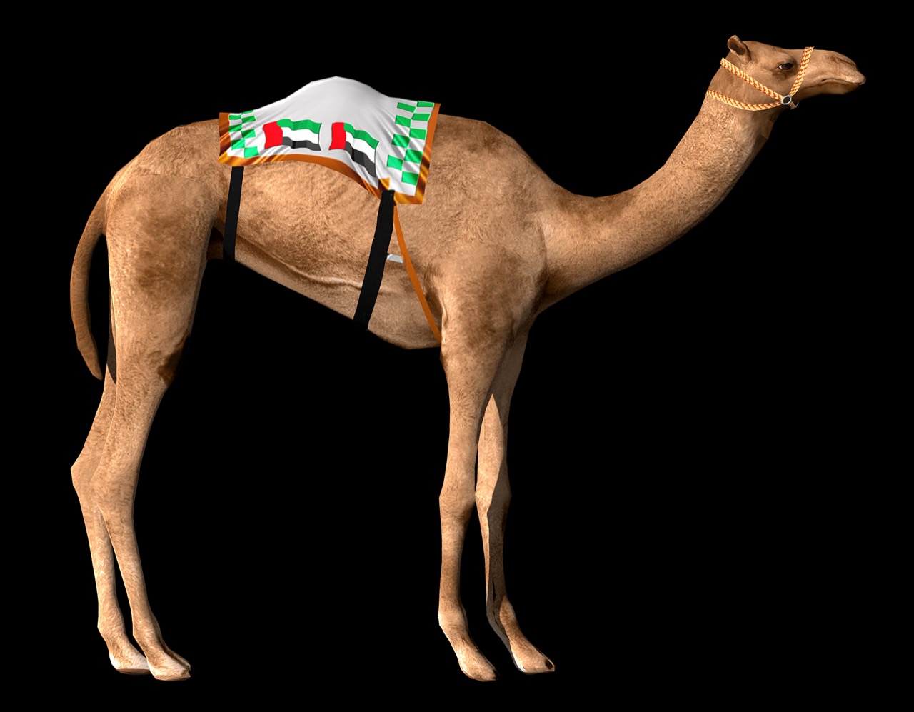 Camel Racing Heritage